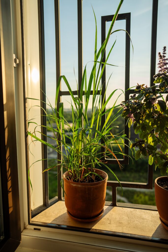 9 Indoor Mosquito Repelling Plants (And How to Use Them at Home) 9 at Foliah Tropical lemongrass (Cymbopogon citratus) and thai basil plant in pot on balcony. Cultivation homegrown aroma citronella herbs, indoor gardening, sustainable living.