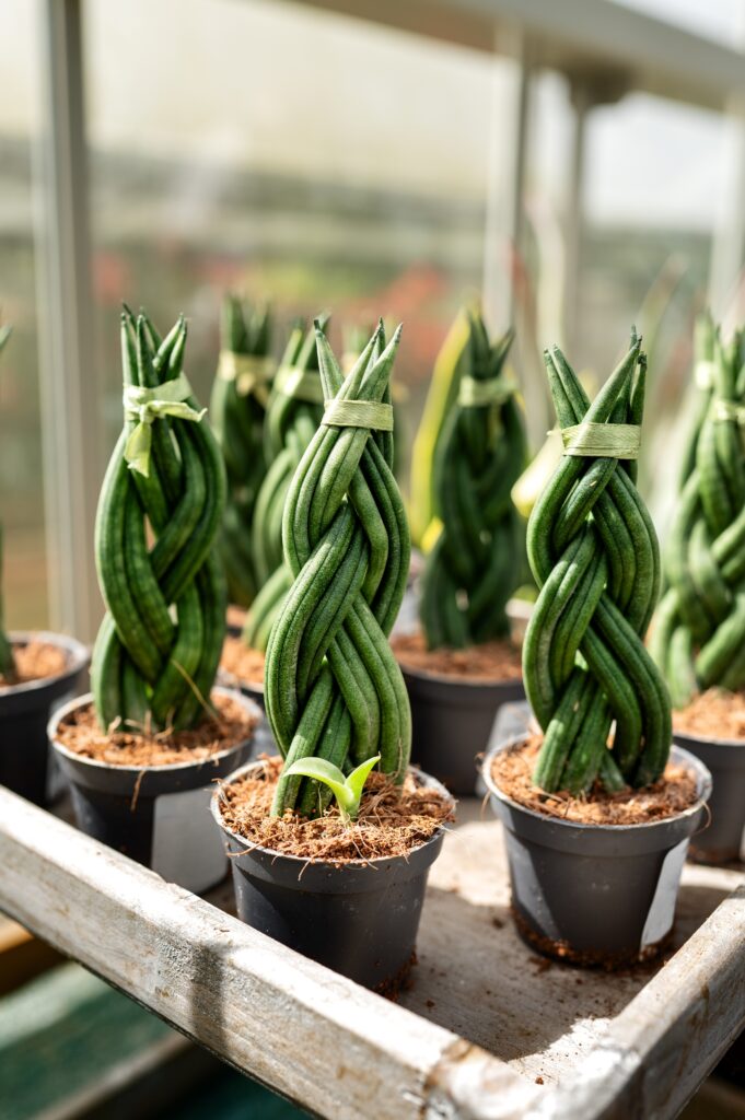 Twisted braided sansevieria in pots on a greenhouse shelf.