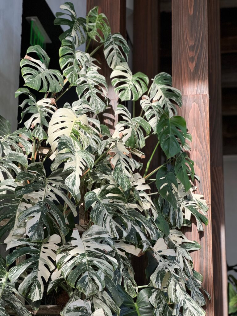 Monstera Thai Constellation Plant Care 101: Easy Tips for New Plant Parents 6 at Foliah Variegated Monstera Thai Constellation Albo Plant