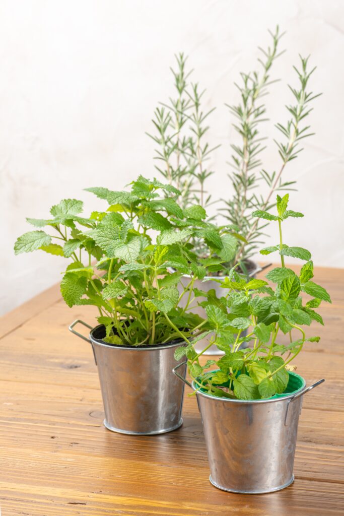 9 Indoor Mosquito Repelling Plants (And How to Use Them at Home) 6 at Foliah Variety of Fresh Herbs in Tin Pot