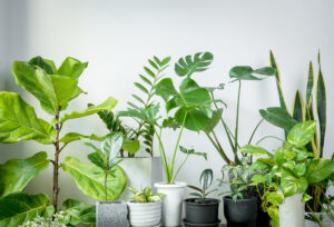 Various house plants in modern stylish containeron in white room,natural air purify with Monstera,philodendron selloum, Aroid palm,Zamioculcas zamifolia,Ficus Lyrata,snake plant