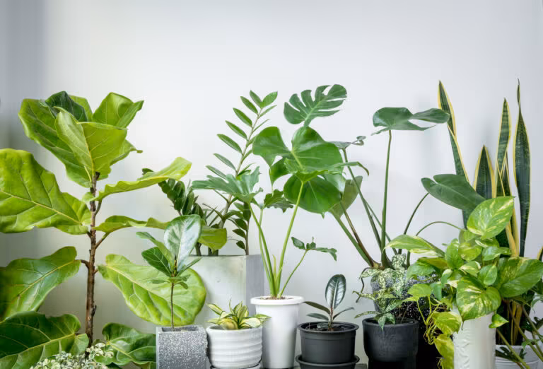 Various house plants in modern stylish containeron in white room,natural air purify with Monstera,philodendron selloum, Aroid palm,Zamioculcas zamifolia,Ficus Lyrata,snake plant