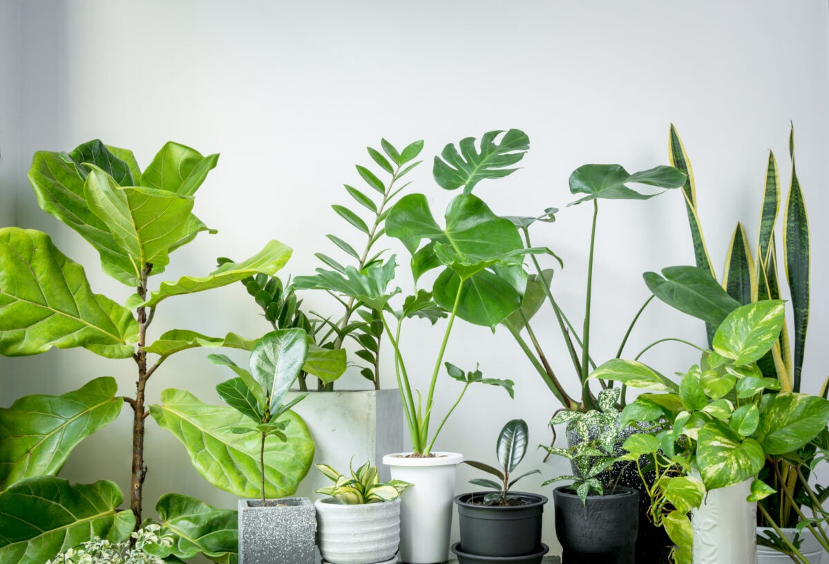 15 Air Purifying Plants That Are Easy to Grow Indoors - Foliah