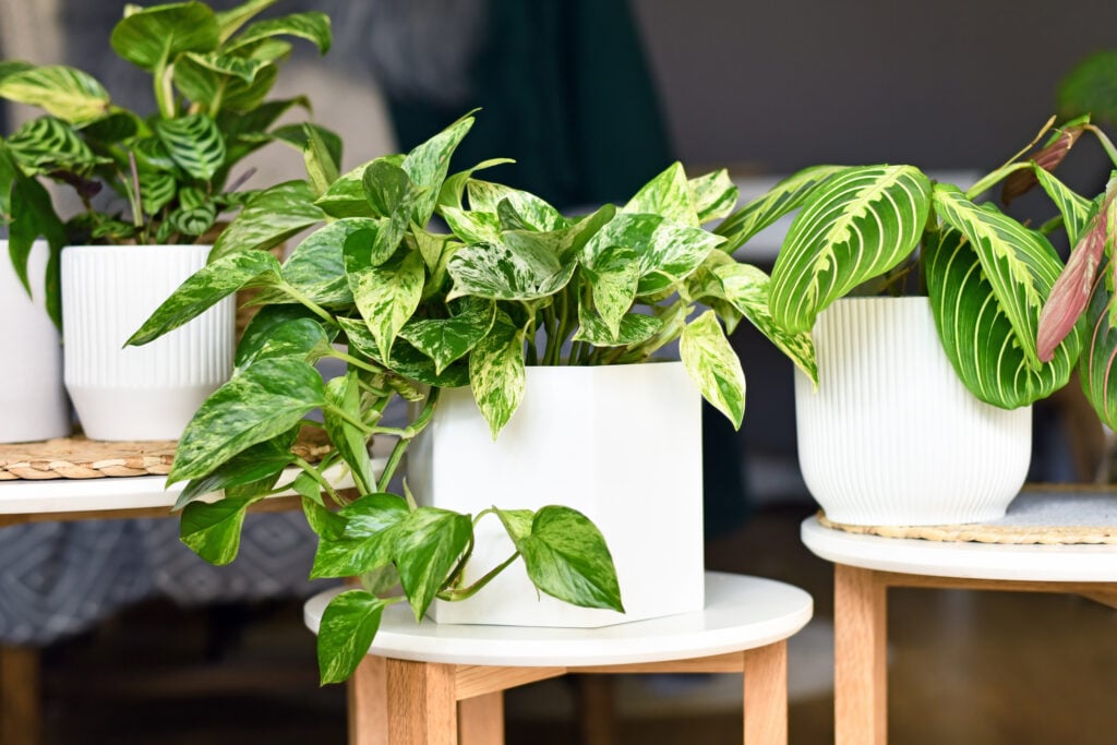 How to Make Pothos Fuller: Simple Tips for Lush, Bushy Growth 10 at Foliah Various houseplants like 'Marble Queen' pothos or prayer plant in flower pots on side tables