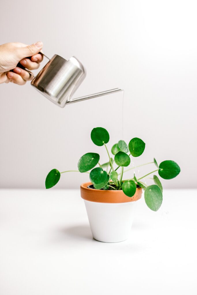 Chinese Money Plant Care 101: Easy Tips for Happy, Healthy Plants 21 at Foliah Watering a lush houseplant in a white terra cotta pot