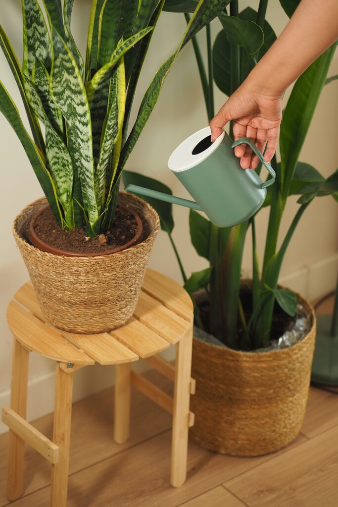 Watering indoor plants in a cozy living space