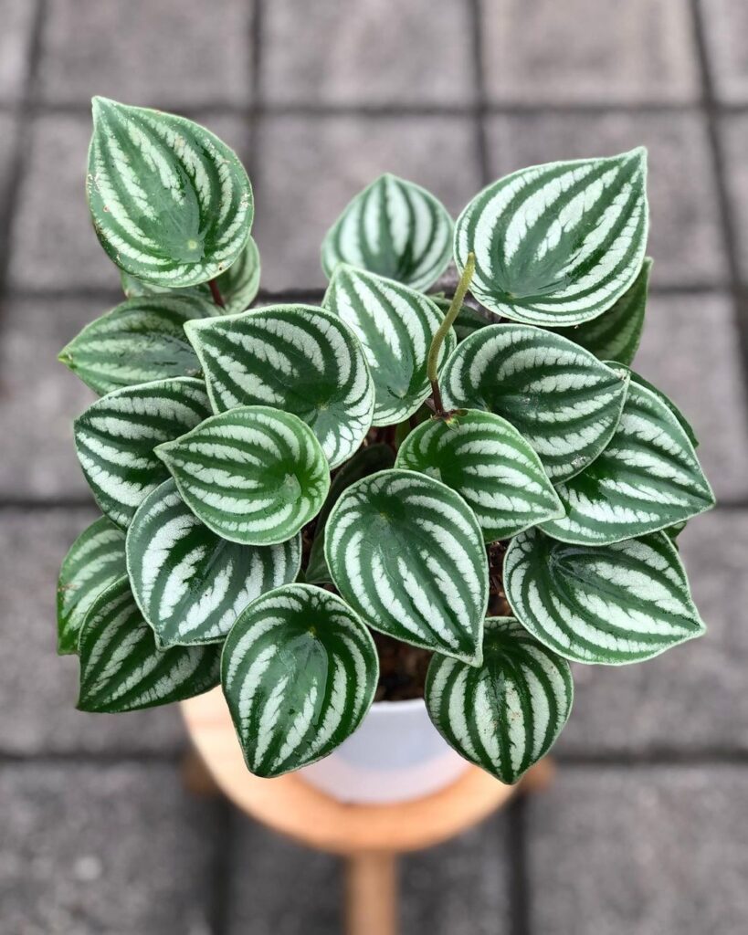 8 Pet Safe Indoor Plants for Cats and Dogs (Grow Without Worry!) 7 at Foliah Watermelon peperomia (Peperomia argyreia) have exploded in popularity among houseplant lovers thanks to their stunning watermelon-patterned foliage