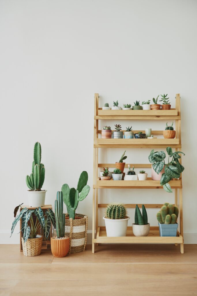 Wooden plant shelf with cute small cacti houseplants decor
