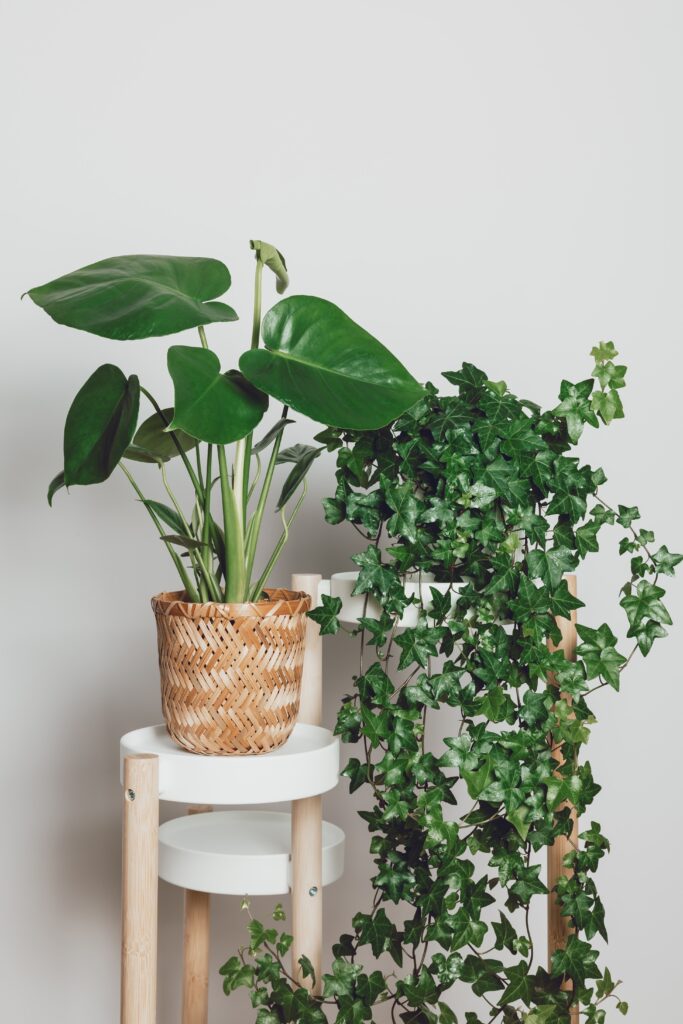 Wooden pot holder with houseplants. Monstera in wicker pot and ivy plant on the stand