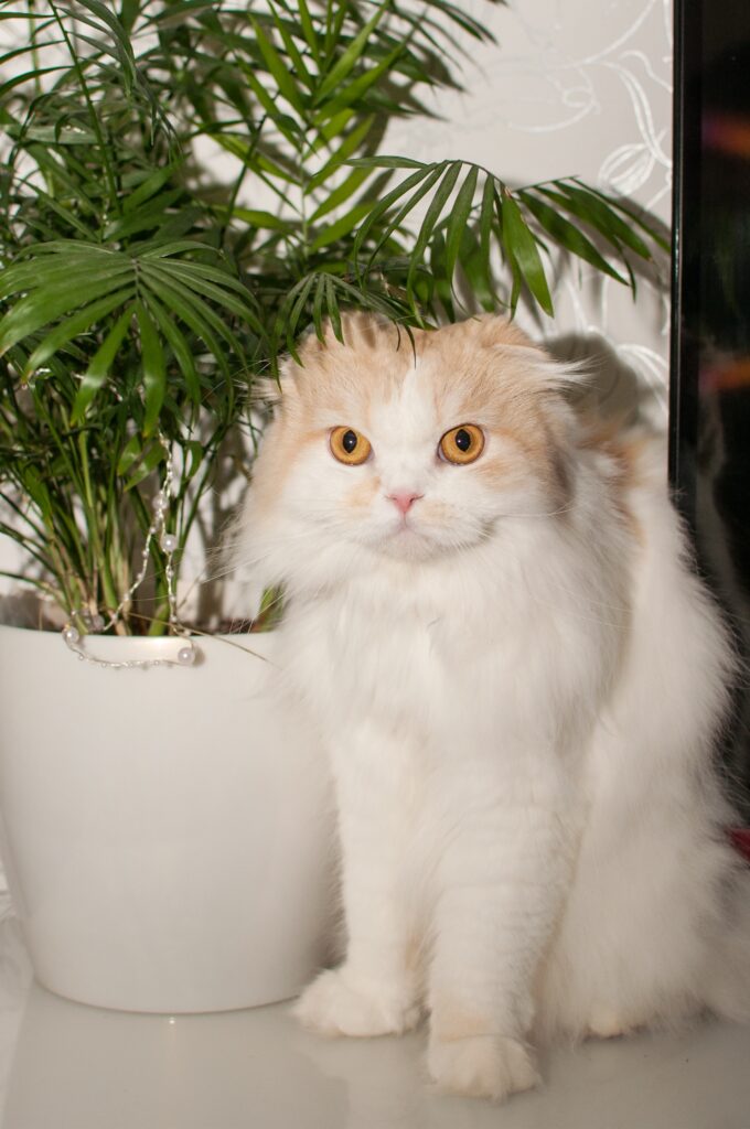 8 Pet Safe Indoor Plants for Cats and Dogs (Grow Without Worry!) 9 at Foliah a white-red cat of the Scottish fold breed sits against the background of an indoor palm tree