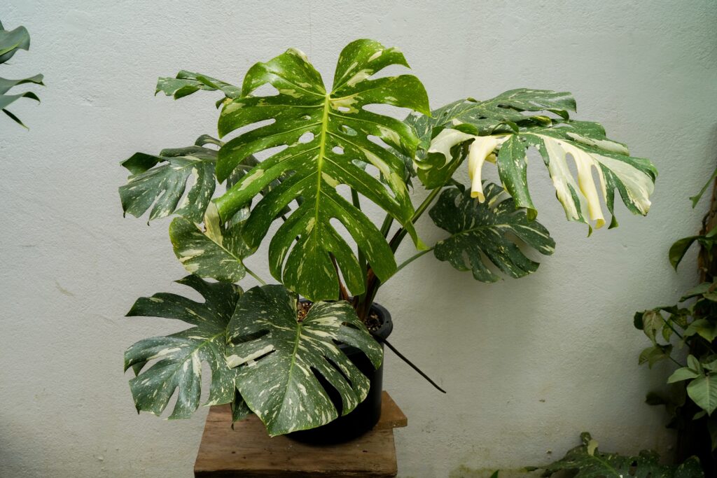 Monstera Thai Constellation Plant Care 101: Easy Tips for New Plant Parents 14 at Foliah close up of Monstera Thai constellation leaves, swiss cheese plants, variegated indoor plants, tropical garden