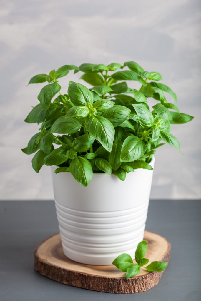 9 Indoor Mosquito Repelling Plants (And How to Use Them at Home) 3 at Foliah Basil in a white pot indoors, aromatic houseplant
