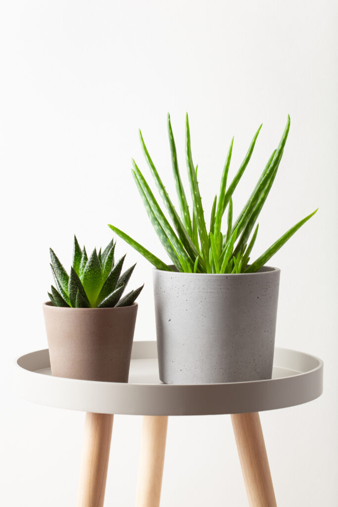 How to Grow Aloe Vera Plants Indoors: 9 Simple Tips 4 at Foliah green houseplants cactus succulent aloe vera, gasteria duval