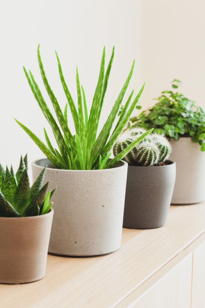 How to Grow Aloe Vera Plants Indoors: 9 Simple Tips 5 at Foliah green houseplants cactus succulent aloe vera, gasteria duval, pilea depressa, parodia warasii
