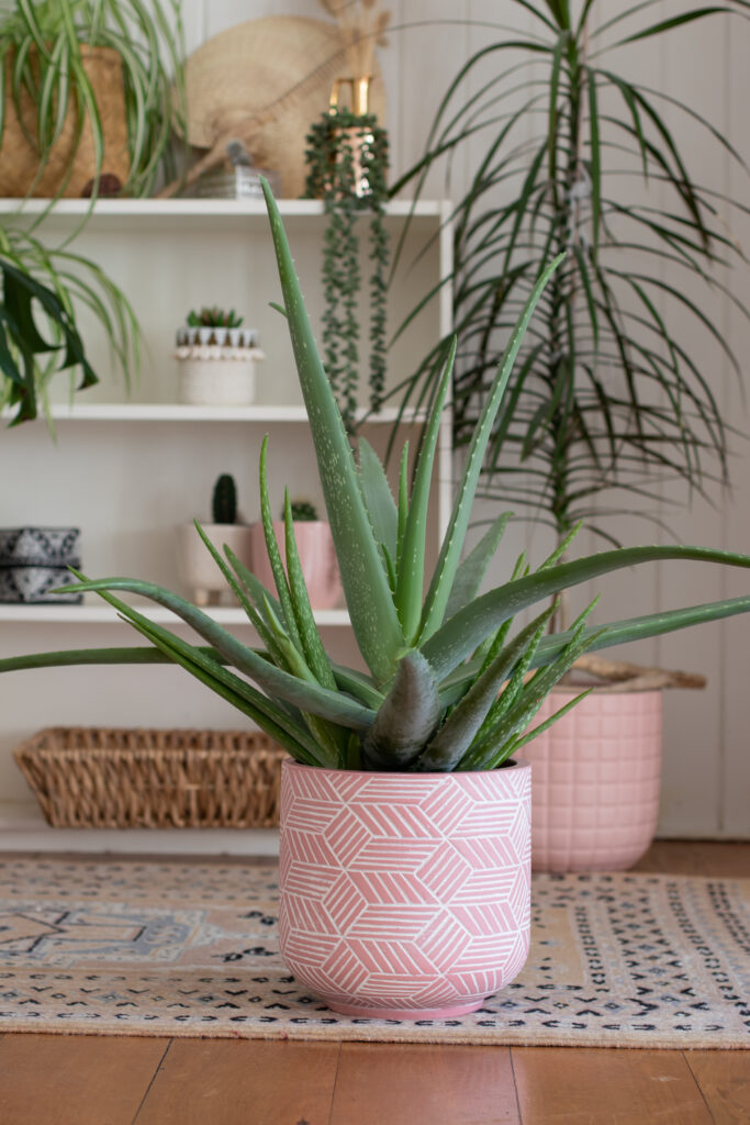 How to Grow Aloe Vera Plants Indoors: 9 Simple Tips 2 at Foliah indoor aloe vera plant in pink pot with pot plants in background