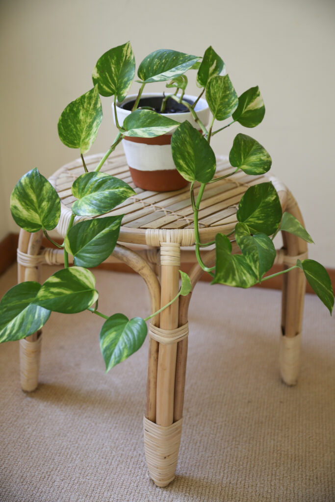 How to Make Pothos Fuller: Simple Tips for Lush, Bushy Growth 12 at Foliah indoor plant pothos epipremnum hanging on table decor