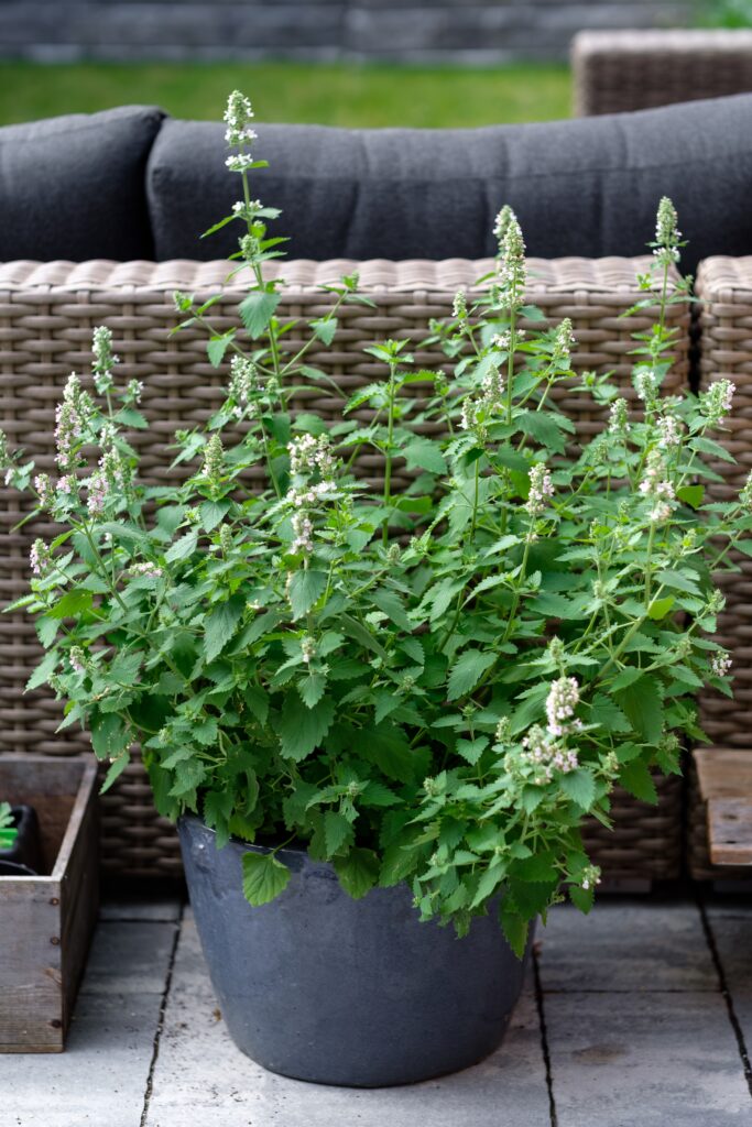 9 Indoor Mosquito Repelling Plants (And How to Use Them at Home) 8 at Foliah large pot of cat mint growing indoors