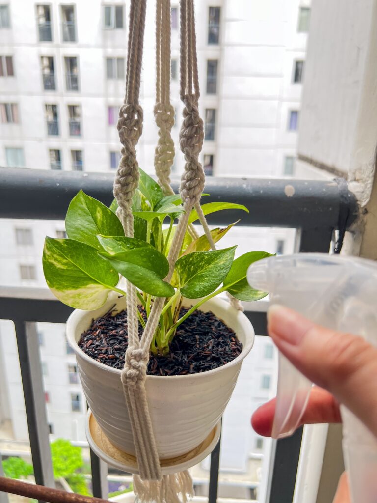 How to Make Pothos Fuller: Simple Tips for Lush, Bushy Growth 17 at Foliah misting a pothos plant in macrame hanger houseplants decor