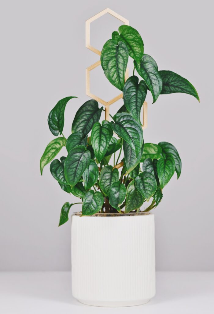 Obsessed With Monsteras? These 15 Types Will Steal Your Heart 9 at Foliah monstera siltepecana