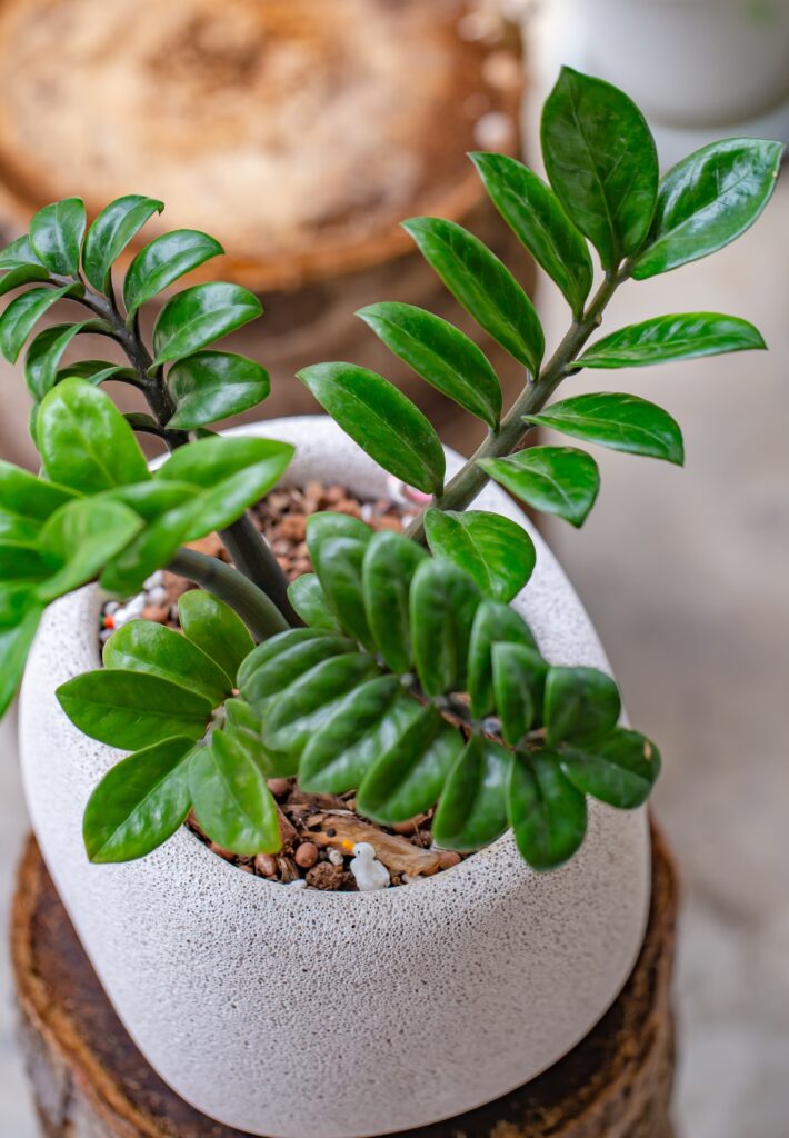 plant name Zanzibar Gem (Zamioculcas Zamiifolia, Araceae). in white clay pot. 