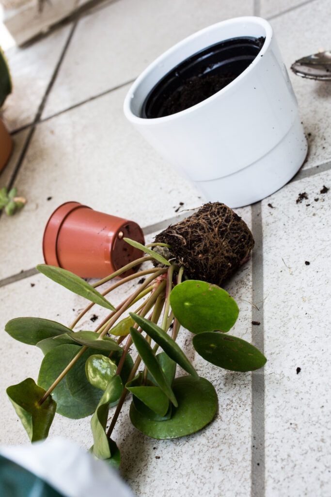 Chinese Money Plant Care 101: Easy Tips for Happy, Healthy Plants 7 at Foliah repotting pancake plant pilea peperomioides outside on tiled balcony floor portrait