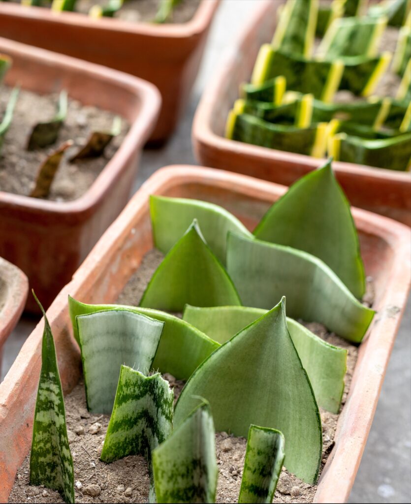 snake plant leaf cuttings propagation
